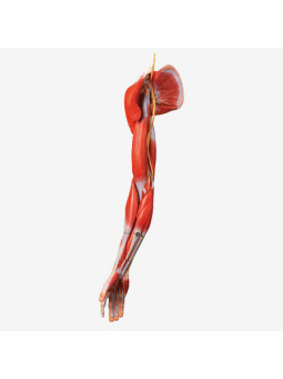MUSCLES OF ARM WITH MAIN VESSEL AND NERVES